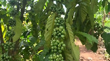 Cách diệt rầy rệp sáp trên cây cà phê mà không cần dùng thuốc ( tập 5 )