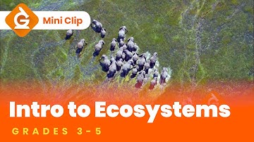 Ecosystems Video Lesson for Kids | Grades 3-5 | Mini-Clip
