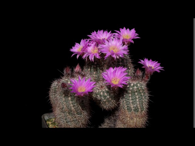Echinocereus laui, Mexico, Sonora (4K)