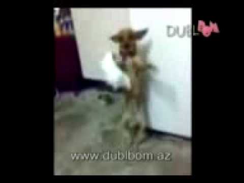 it oglu it