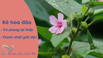 Ké hoa đào - "Trừ phong, lợi thấp"