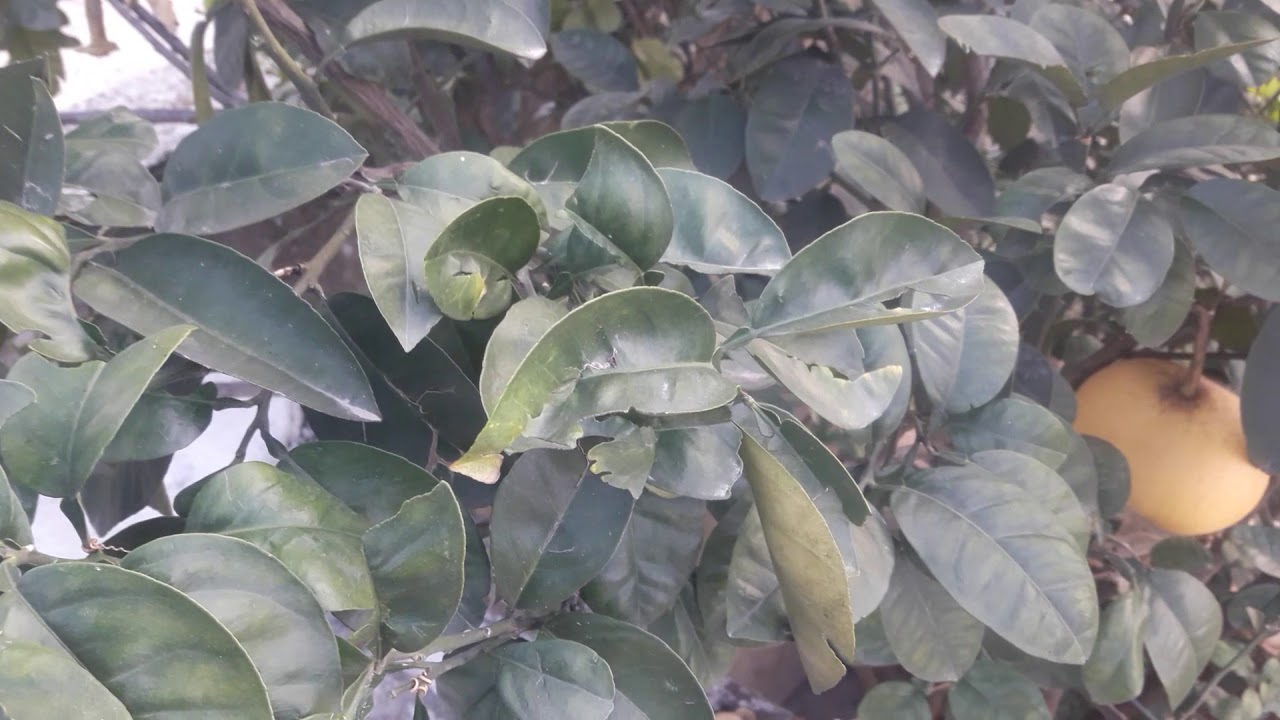 chakotra famous citrus fruit of uttarakhand and uttarkashi state of