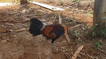 Qaib Dib Qua Zoo - Gà Mồi Tơ Giọng Thổ Ọc