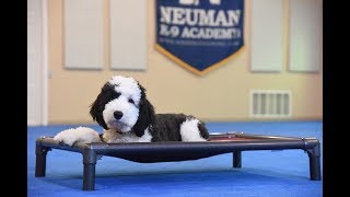 Manny (Sheepadoodle) Boot Camp Puppy Training Demonstration