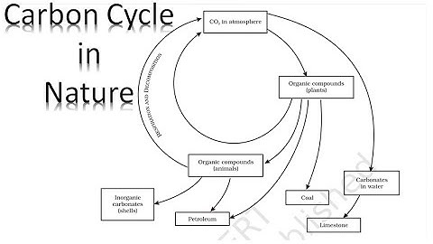 | CLASS 9 | SCIENCE | CHAPTER 14 | NATURAL RESOURCES | CARBON CYCLE |