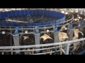 40 unit dairymaster rotary parlour in operation in co kildare