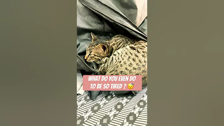 Video 11606741: meowing cat sound funny, meow funny cat lover, cat fails meow, little cat, meow facts