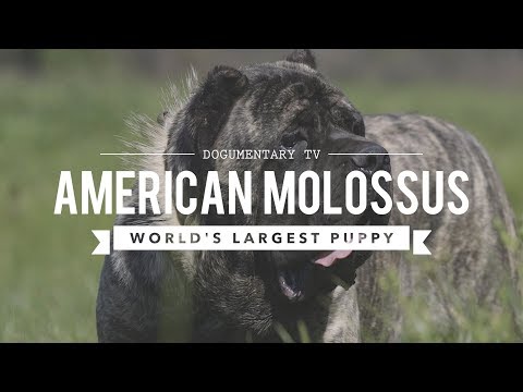 Video: Anjing Mastiff Breed Hypoallergenic, Kesehatan Dan Umur