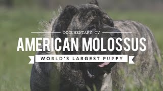 AMERICAN MOLOSSUS: THE WORLD'S LARGEST PUPPY