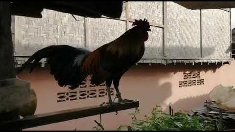 Qaib dib quas zoo 2021