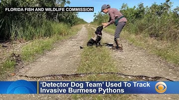 Sniffing Out Pythons: Dogs Being Used To Track Invasive Burmese Pythons