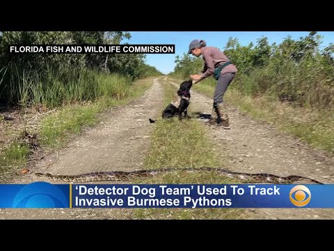 FWC: Detector Dog Team sniffs out invasive Burmese pythons – 850 WFTL