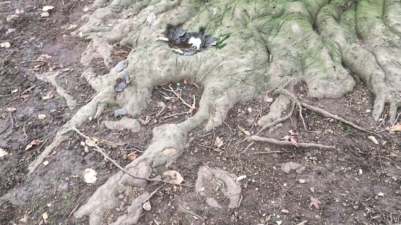 Copper Beech base of tree & roots January 2019 YouTube