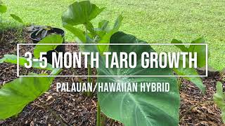 Download Lagu Taro 3-5 Month Growth: Palauan/Hawaiian Variety MP3