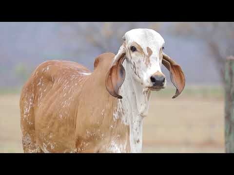 LOTE 23 – CAL14369 SHERIFA FIV CAL