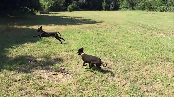 Puppies Found a Turtle