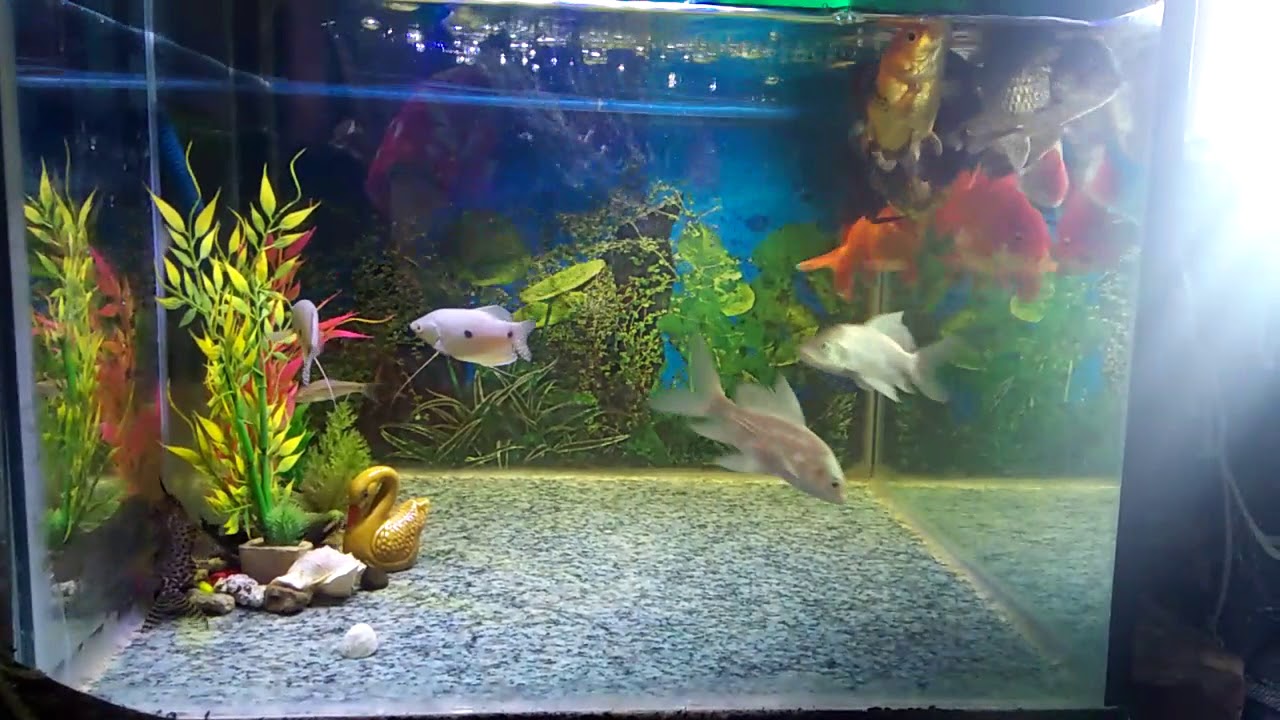 Aquarium Rumahan,Ikan Hias| Ririaryantichanel - YouTube