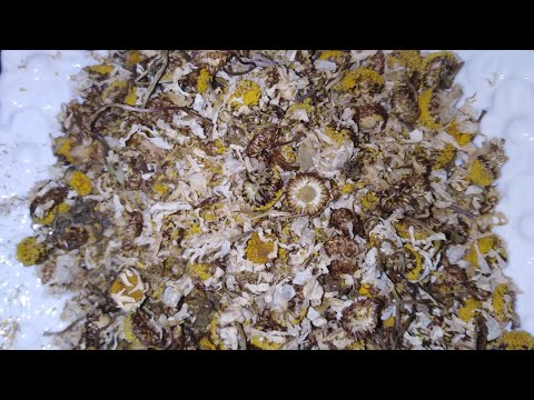 طريقة تحضير زيت البابونج وفوائده الكثييييرة للبشرة والجسم والشعر