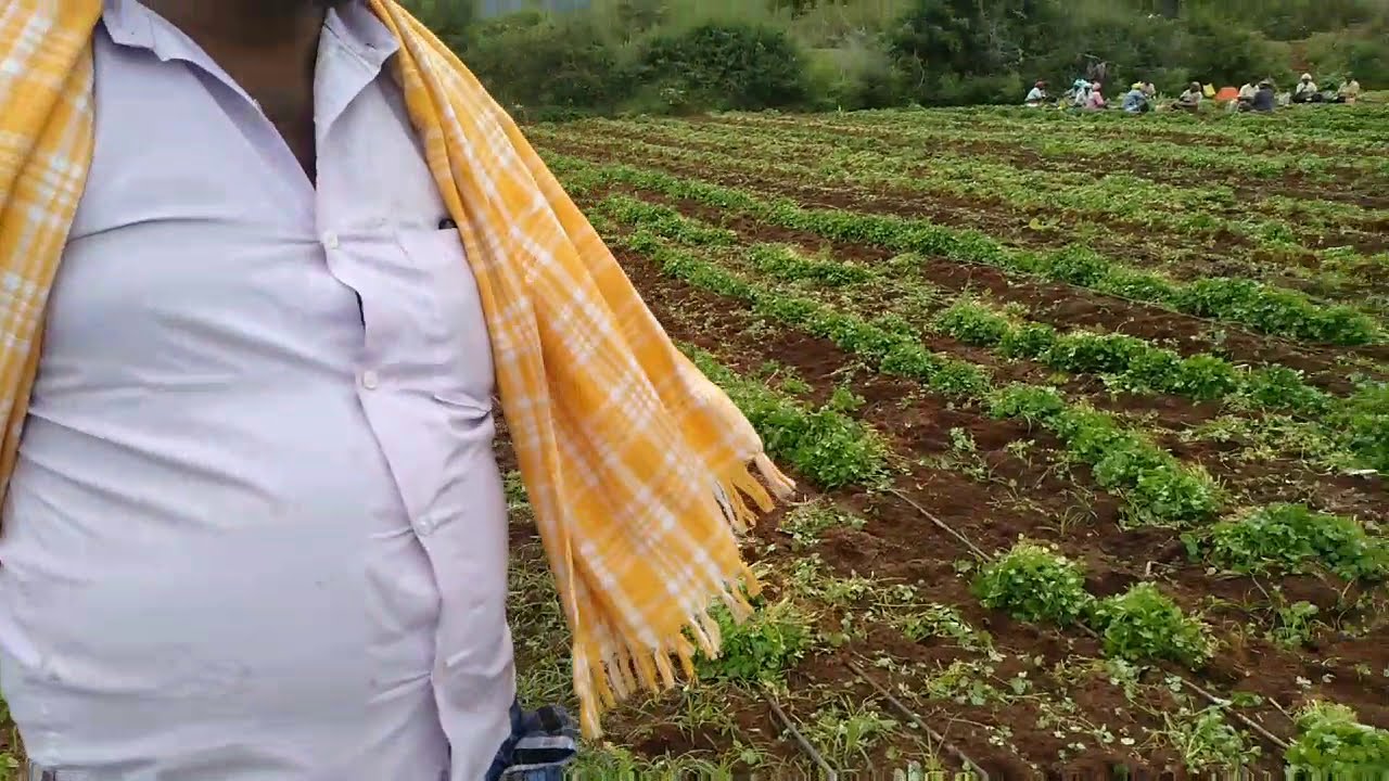 coriander harvesting 45 கெத்தமல்லி அறுவடை YouTube