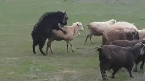 تحميل تزاوج بشر مع اغنام