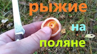 Грибы Рыжики 10  10  22г  Калужская обл