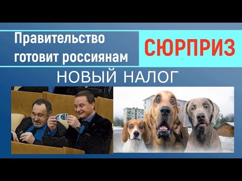 Правительство готовит Новый налог на домашних животных 2019