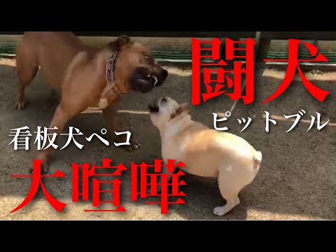 【映像あり】ペコが闘犬ピットブルと喧嘩になり、他の子も混ざり大乱闘になりました