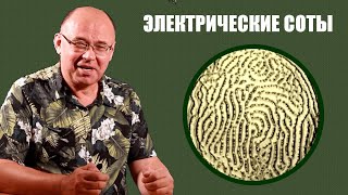 Электрические соты