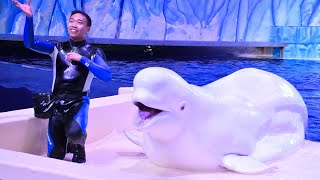 Belugas 白鯨表演 (Full Show with English Subtitles) - Chimelong Ocean Kingdom - December 17, 2023