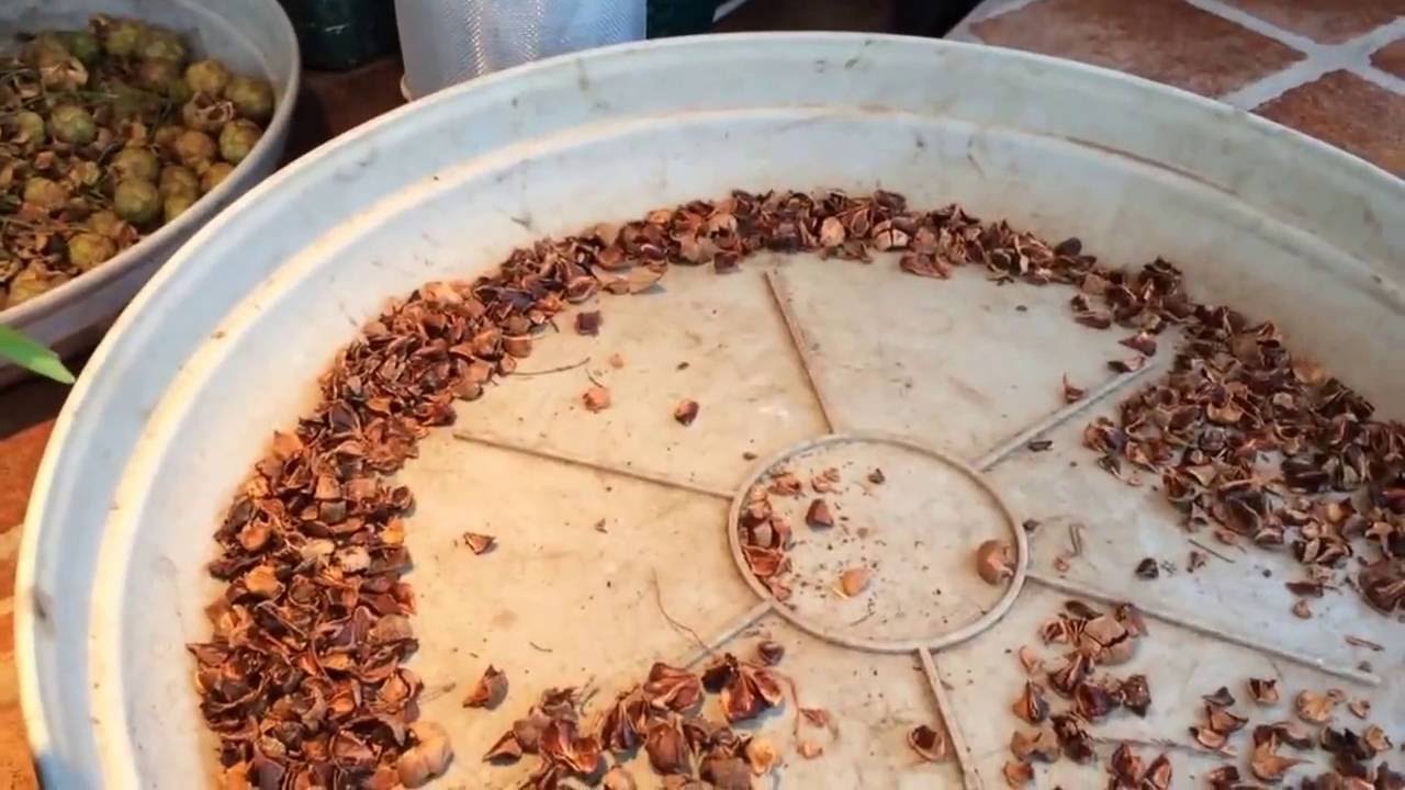 Bald Cypress Seed Collection YouTube