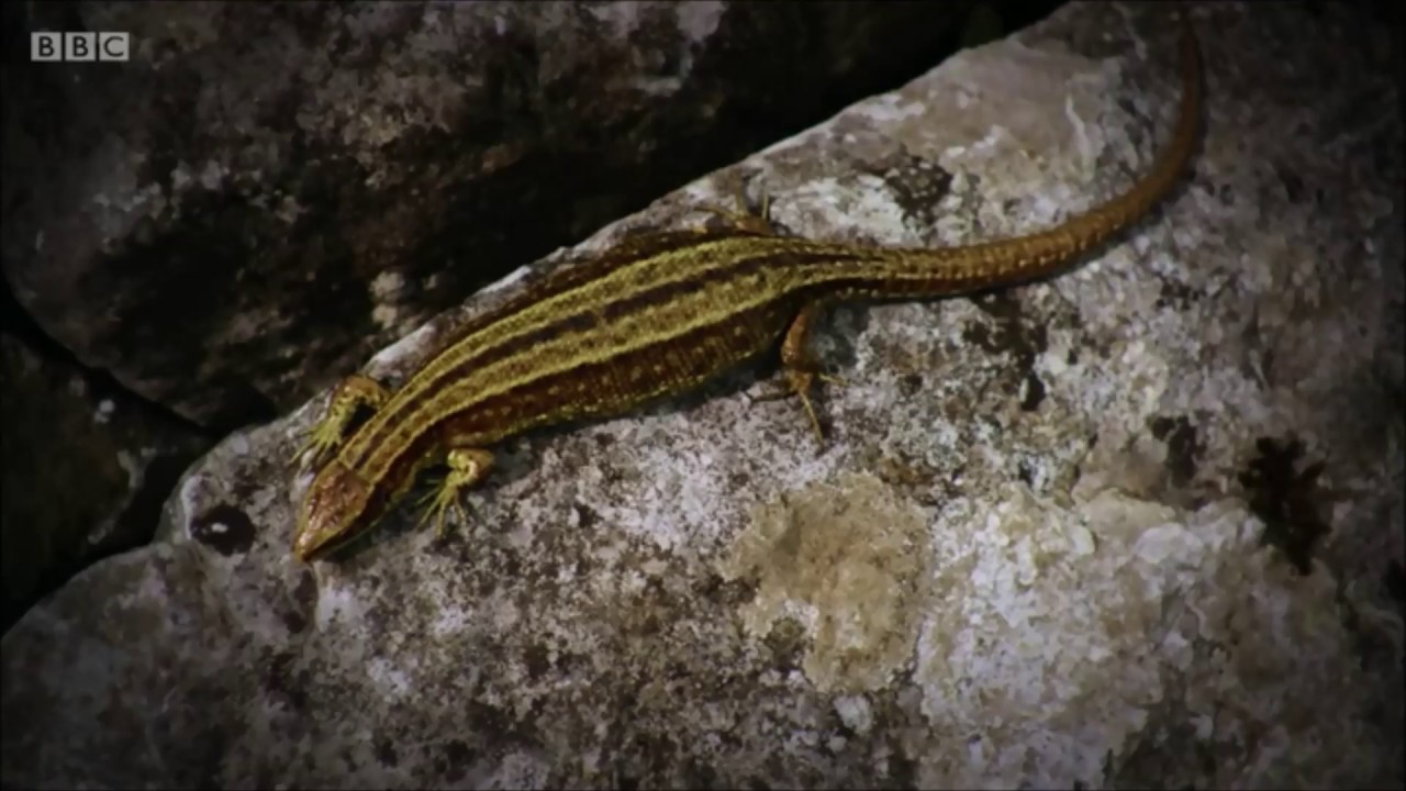 Common Lizards on Wild Ireland: The Edge of the World (2017) - YouTube