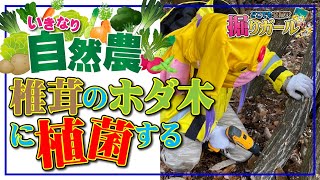 【いきなり自然農】椎茸のホダ木に植菌してみた！