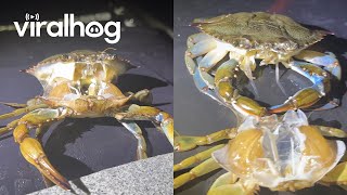 Crab Molts From Its Shell || ViralHog