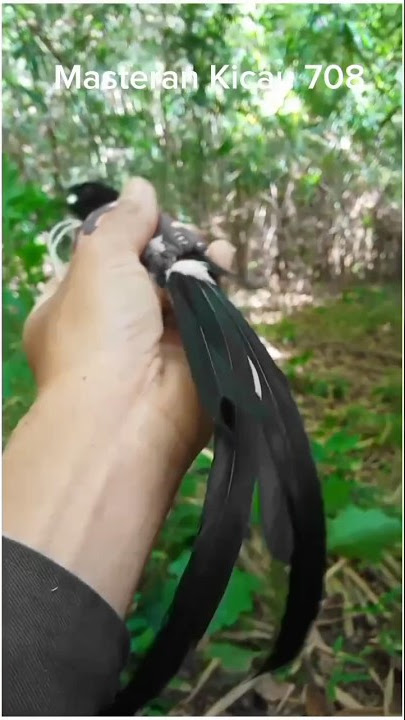 pikat murai batu ekor panjang #muraigacor #birds #suaraburungmurai