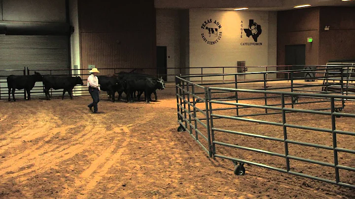 Ron Gill - Stockmanship - Transitioning Cattle into a Pen