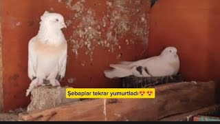 ŞEBAPLAR TEKRAR YUMURTLADI &YAVRULARI UÇURDUK