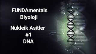Nükleik Asitler Dna