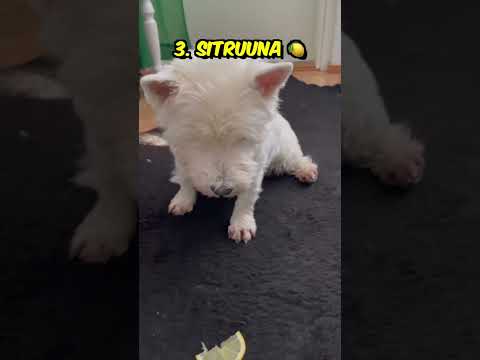 Video: Mistä terrierit tulivat?