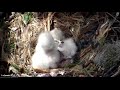 Red-tailed Hawk Hatchling's Downy Feathers Start To Dry Hours After Hatch– May 2, 2019