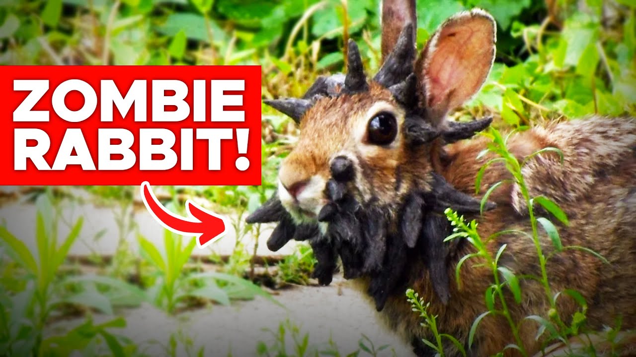 Horned Rabbit Hpv Can Rabbits Get Hpv