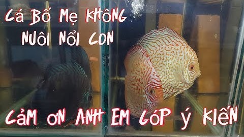 Cá bố mẹ nuôi con 3-4 ngày thì bện rồi bỏ con. Cách khắc phục theo ý kiến