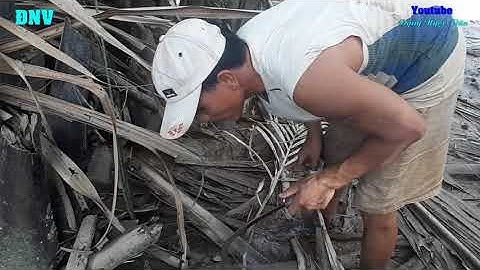 Cách Bắt Dộp Của Người Miền Tây