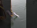 Awesome barracuda catch in front of hotel room
