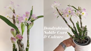 Dendrobium Nobile Care and Culture | How to Handle Winter Rest Period & Get Blooms - 2 Year Update screenshot 5