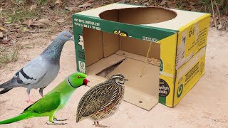 Easy Underground Bird Trap | How To Make Bird Trap Easy Using Paper Box And Deep Hole