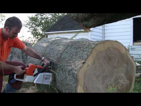 Stihl MS880 In Big Oak