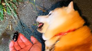 イキってふんすしたクワガタにちょびっと威嚇され、ビビってプルプルしてしまう柴犬