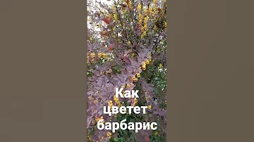 Как цветет барбарис
