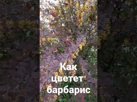 Как цветет барбарис