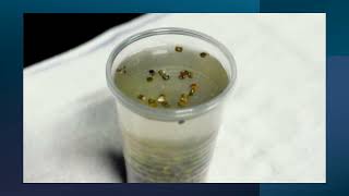 Seed testing Video